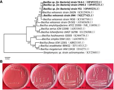Multiple omics revealed the growth-promoting mechanism of Bacillus velezensis strains on ramie
